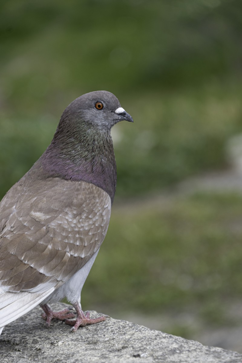 Los colores de la paloma
