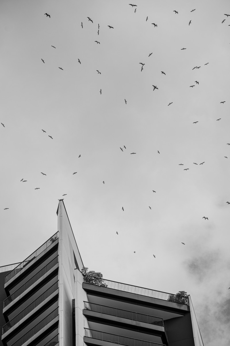 Las gaviotas invaden Málaga