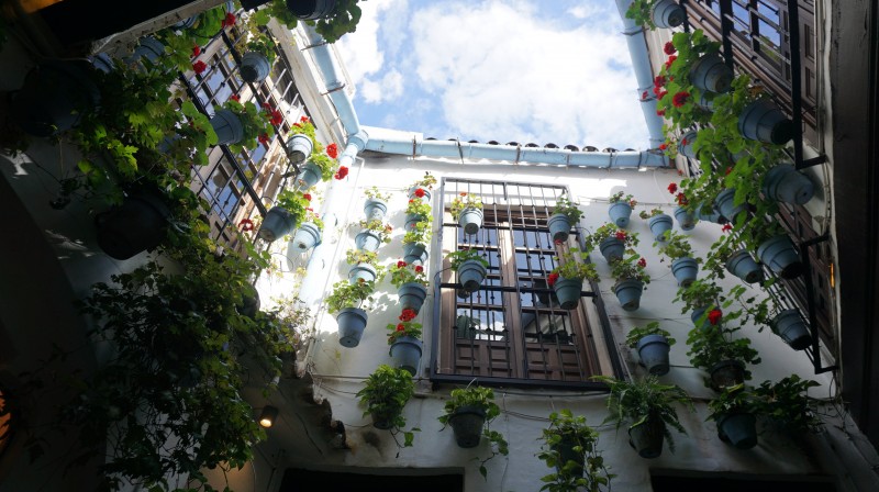 El Pimpi nunca falla.