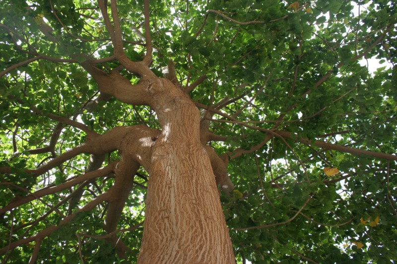 La luz entre las hojas
